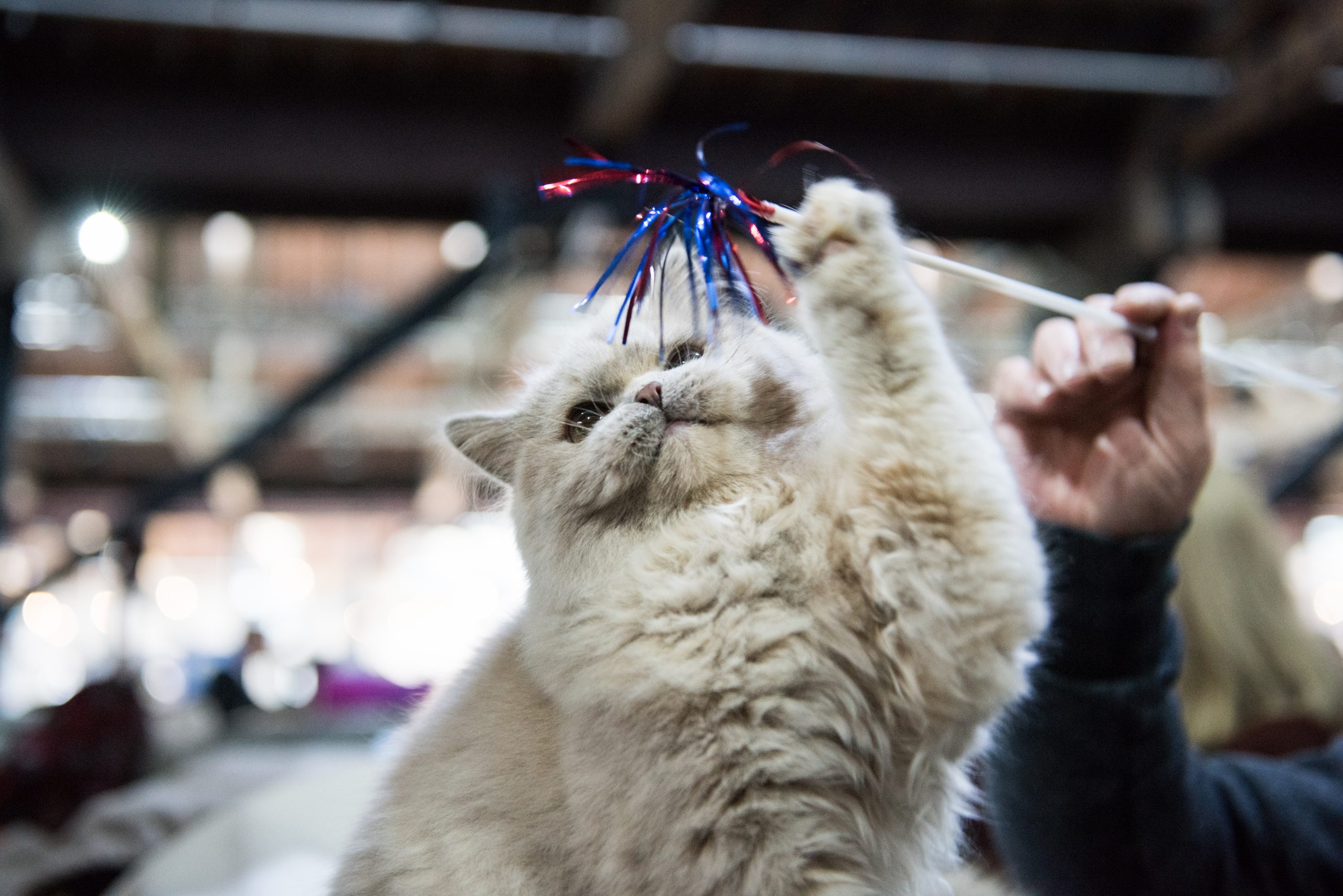 A weekend of feline frenzy at the LondonCats international show South West Londoner
