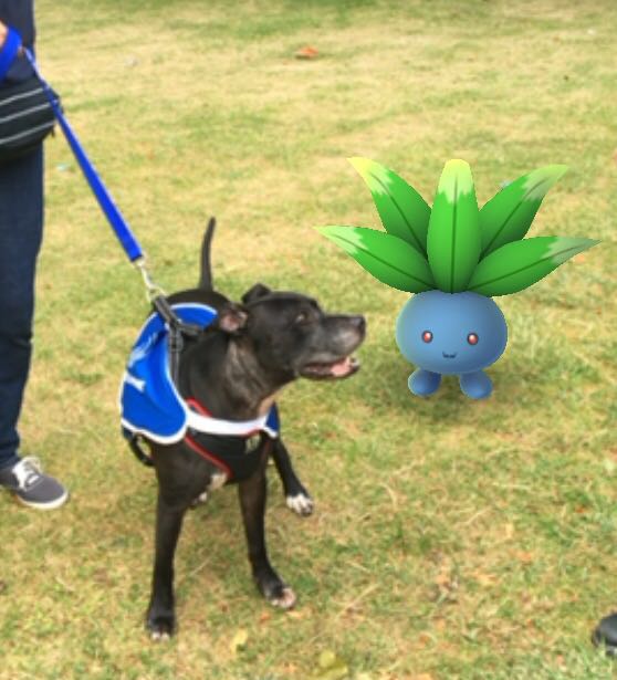 Abbey and Oddish