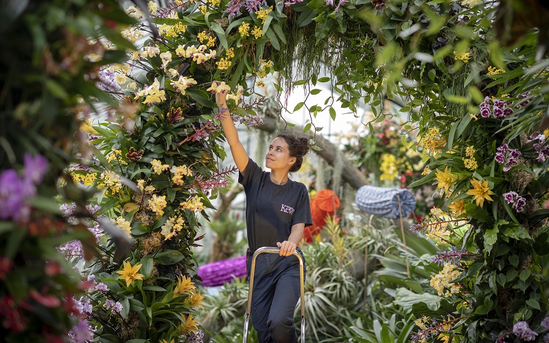 Kew apprentice gives Royal Botanic Gardens Kew Orchid Festival 2020