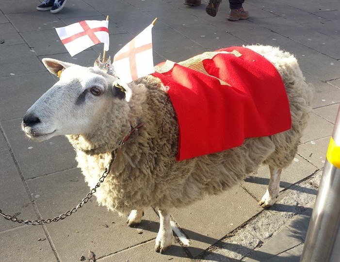 Amy fundraising sheep SWL