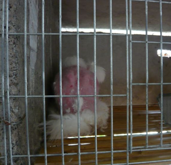 Angora-rabbit-after-fur-plucking-6 PETA