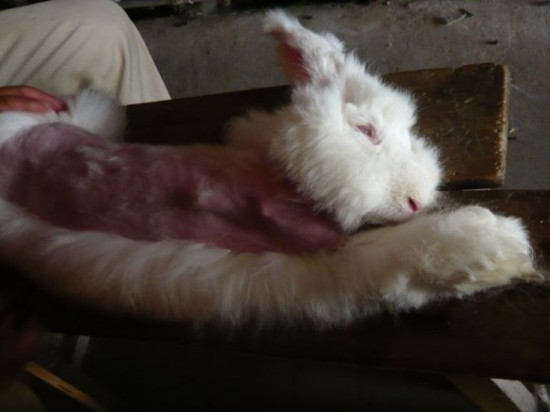 Angora-rabbit-fur-plucking-5 PETA