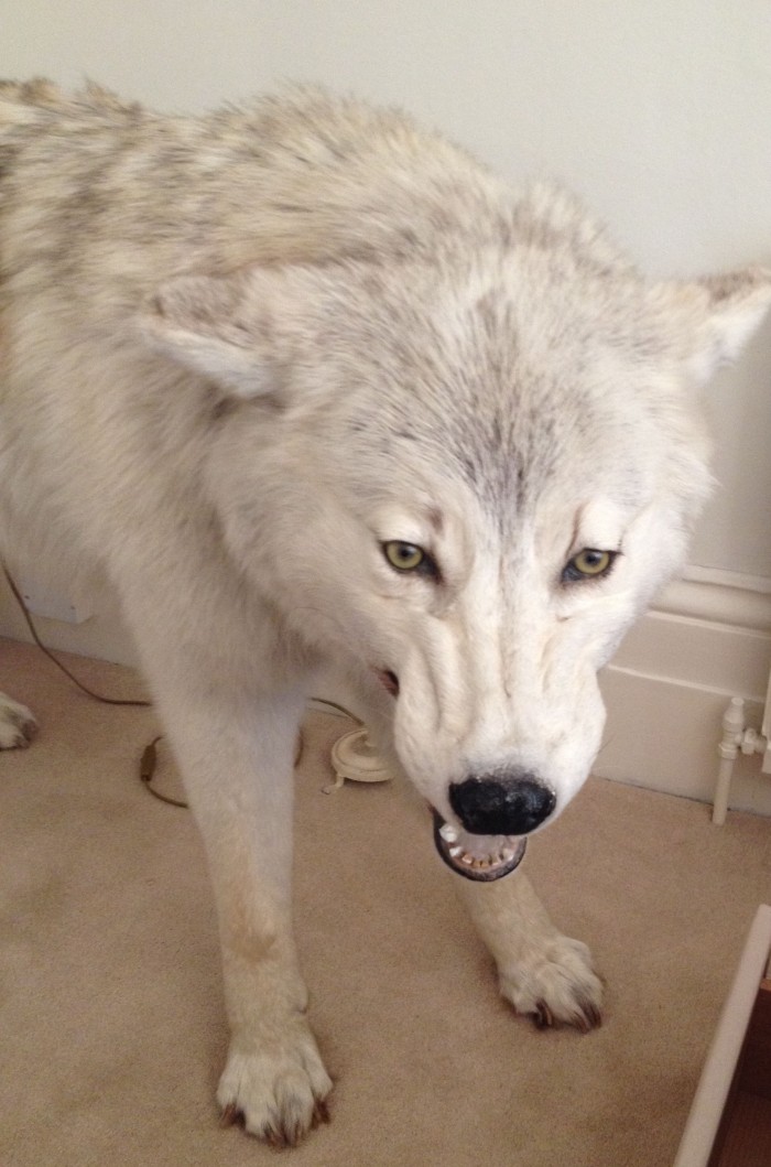 Arctic wolf close-up