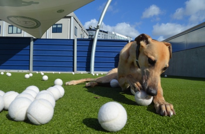 Battersea Shandy tennis balls chewing