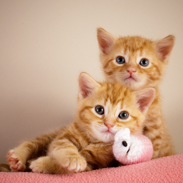 Battersea dogs & cats home royal baby ginger kittens