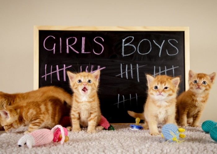 Battersea dogs & cats home royal baby kittens boys v girls