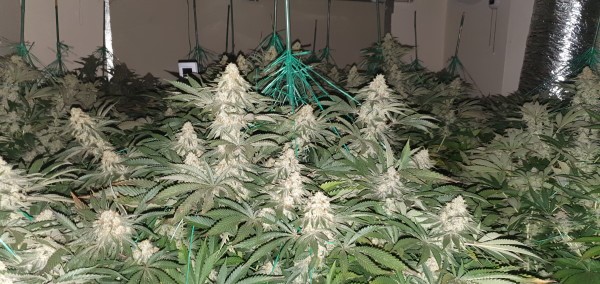 Cannabis plants at factory in Sutton