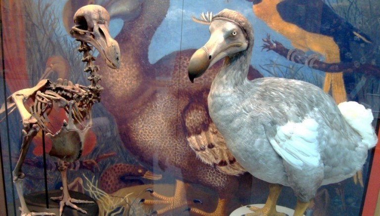Dead as a dodo? Not according to some Brits but Wimbledon residents