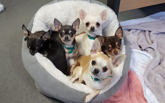 Some of the chihuahuas who visited Battersea Dogs and Cats Home