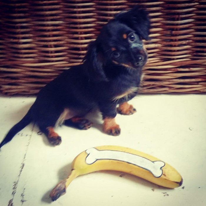 Fun With Fruit Dolly the dachshund banana bone courtesy Elisa Roche