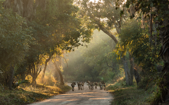 Wild dogs walking between trees.