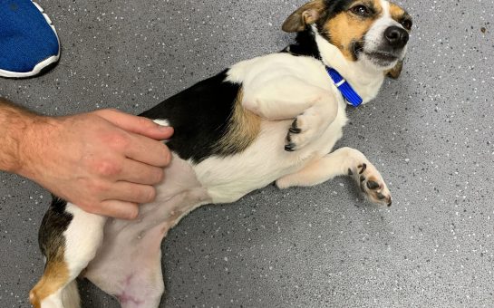 Rosie the 18-month-old Jack Russell Terrier