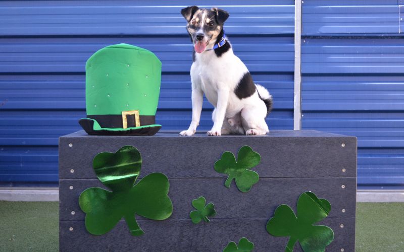 Battersea Dogs and Cats Home - St Patrick's Day