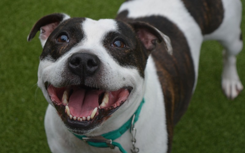 Kyle dog smiling BDCH