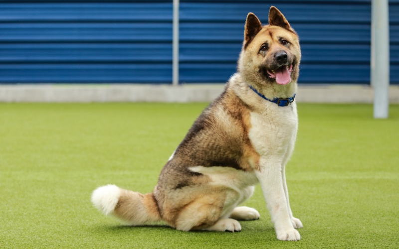 Legend dog 2 BDCH