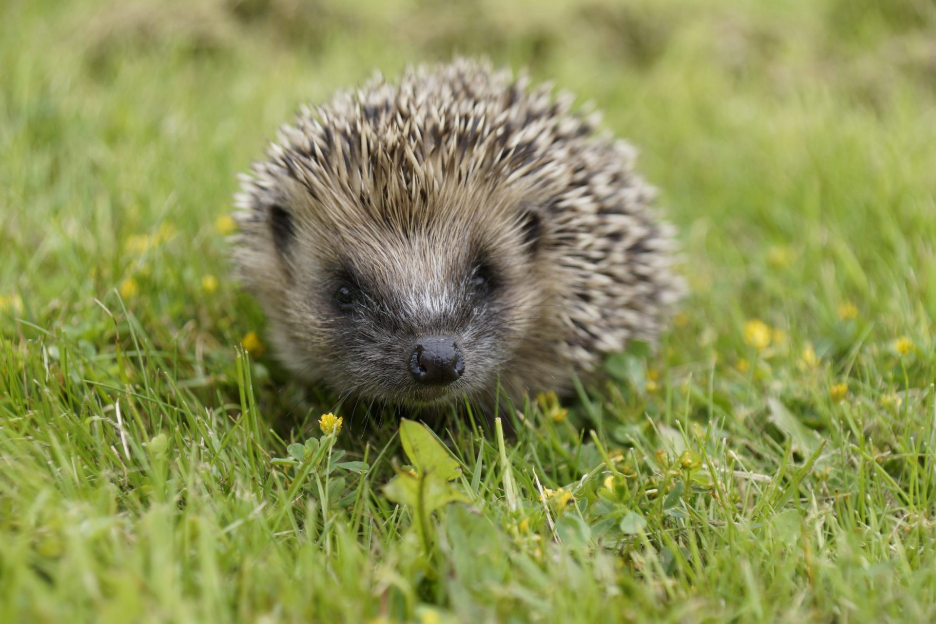 Spike in numbers ZSL's HogWatch reveals hedgehog havens in south west