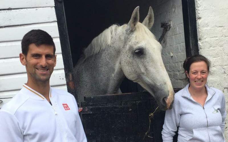 novak-horse