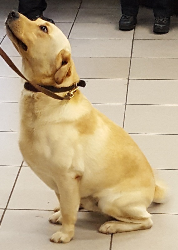 pd-alfie-at-clapham-common-station-for-operation-zarina