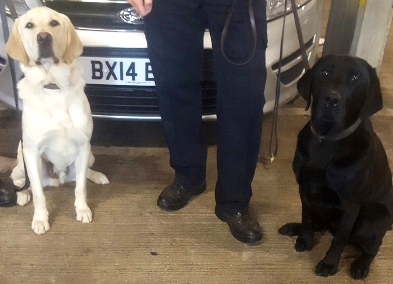 pd-wilf-and-pd-rammer-ready-for-work