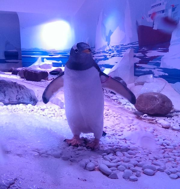 Penguin SEA LIFE London Aquarium Natalie Rowan