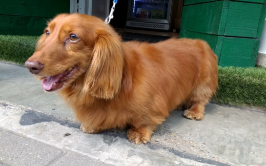 Pooch after a pawdicure at a south west London pet spa