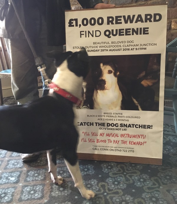 queenie-admiring-her-lost-dog-poster