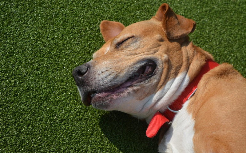 Roxy dog smiling 2 BDCH