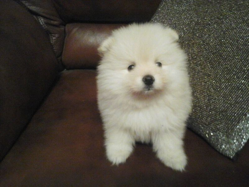 Gumtree pomeranian for deals sale
