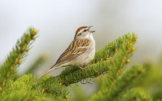Singing sparrow sits on a pine tree branch