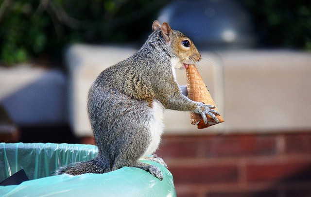 Squirrel eating icecream flickr  Kham Tran