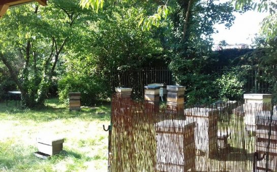 Twickenham and Thames Valley Beekeepers' Association apiary