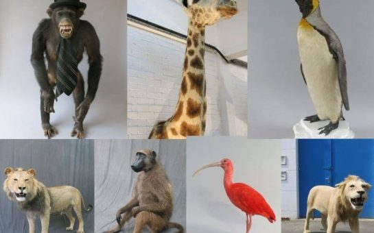 Stuffed animal theft