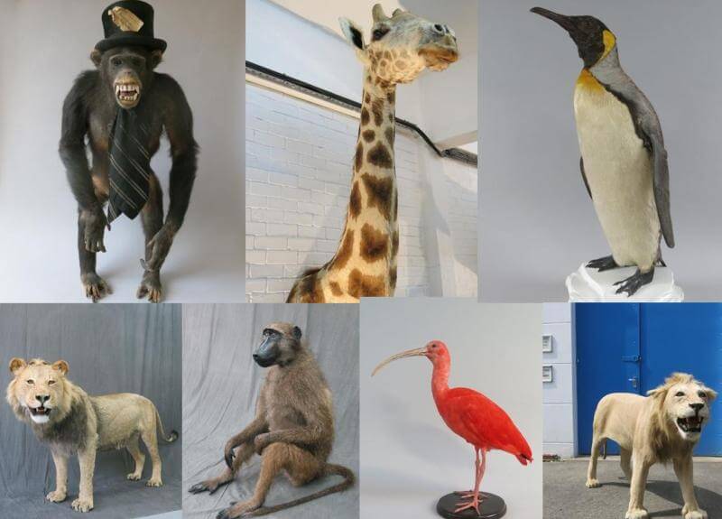 Stuffed animal theft