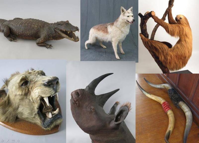 W49-16 Taxidermy Burglary 2 JPG Met Police