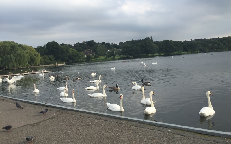 Wimbledon Park lake