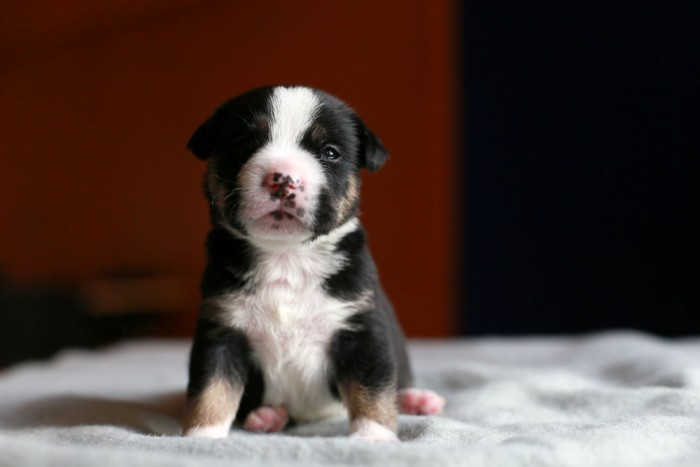 battersea staffie 3 weeks old