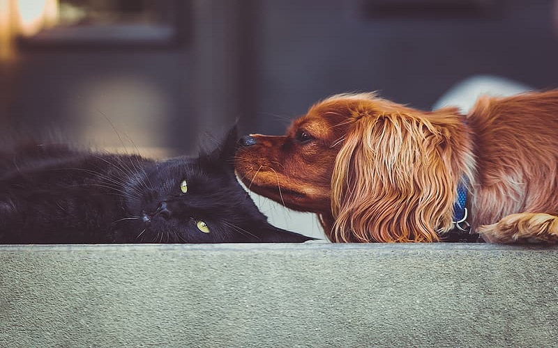 black-cat-and-brown-dog