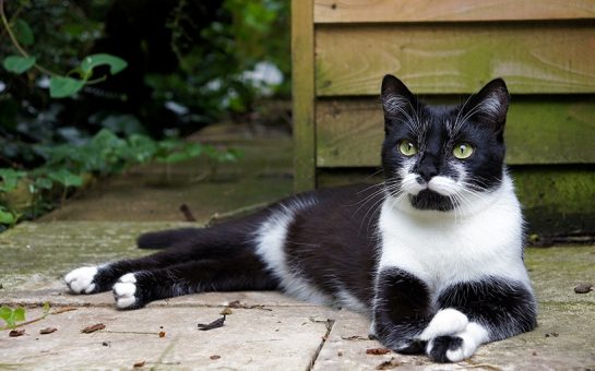 cat sitting down