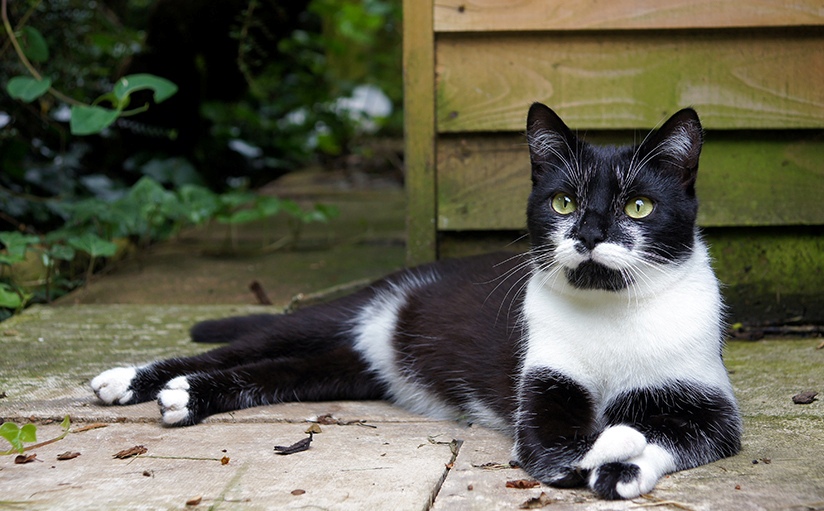 cat sitting down