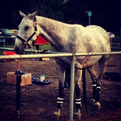 chesterton's polo in the park