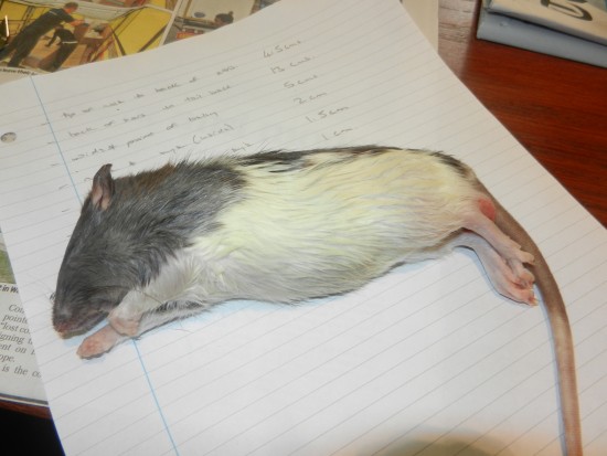 dead rat unskinned from Andrea Kilby