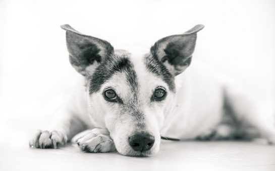 dog in black and white