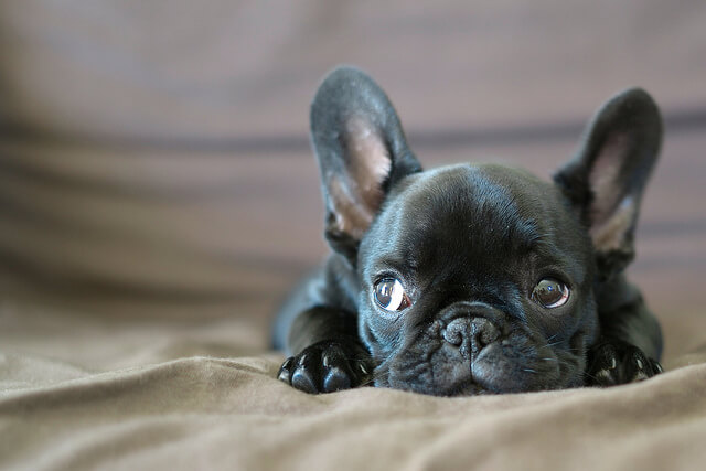 Andrex puppies and royal Britain’s new
