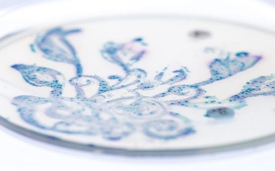 gut bacteria in petri dish