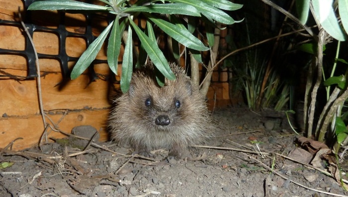 hedgehog Phill Robinson