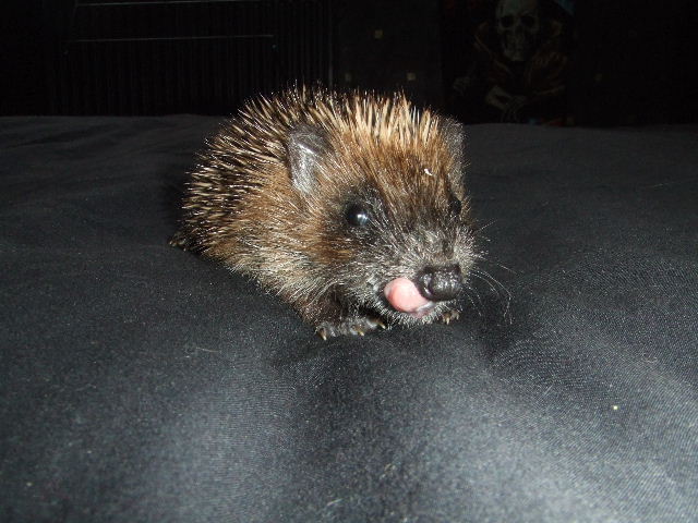 hedgehog licking its lips pic courtesy of Anne Whitehead