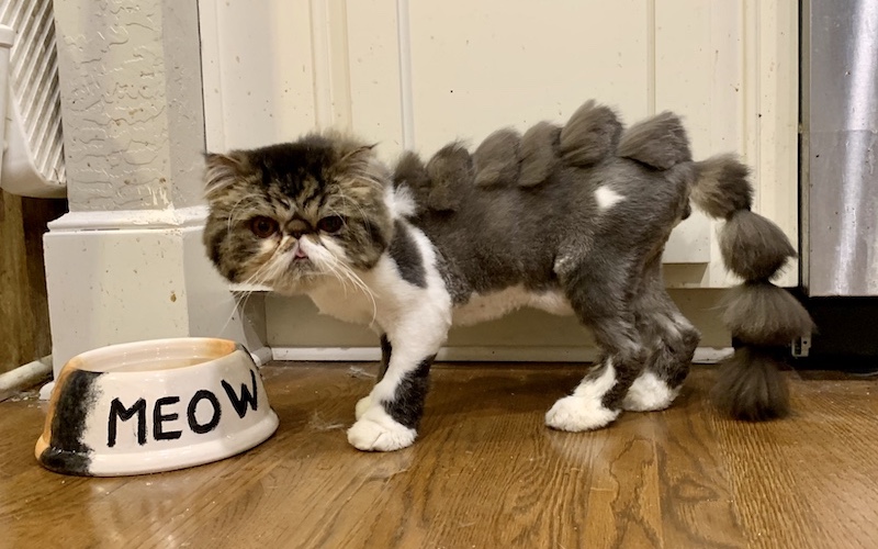 cat dinosaur