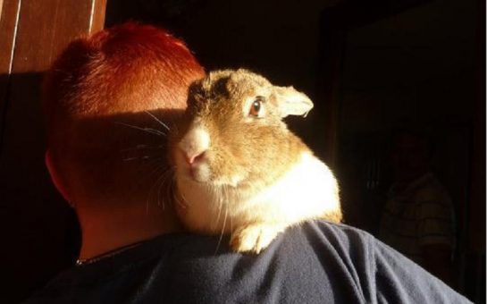 rabbit