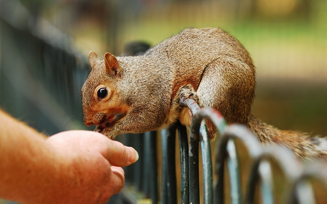 squirrel hand fed flickr  Mars Chen