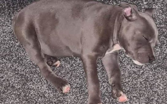 Bentley the stolen puppy
